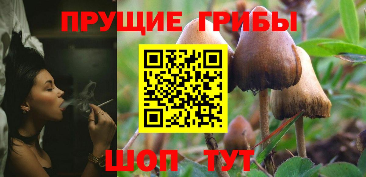 Псилоцибиновые грибы Psilocybine cubensis Новокубанск
